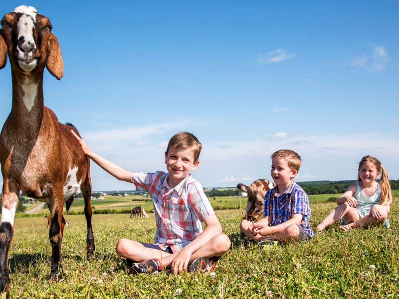 Island Hill Farm, Hampshire, Kids, Goat