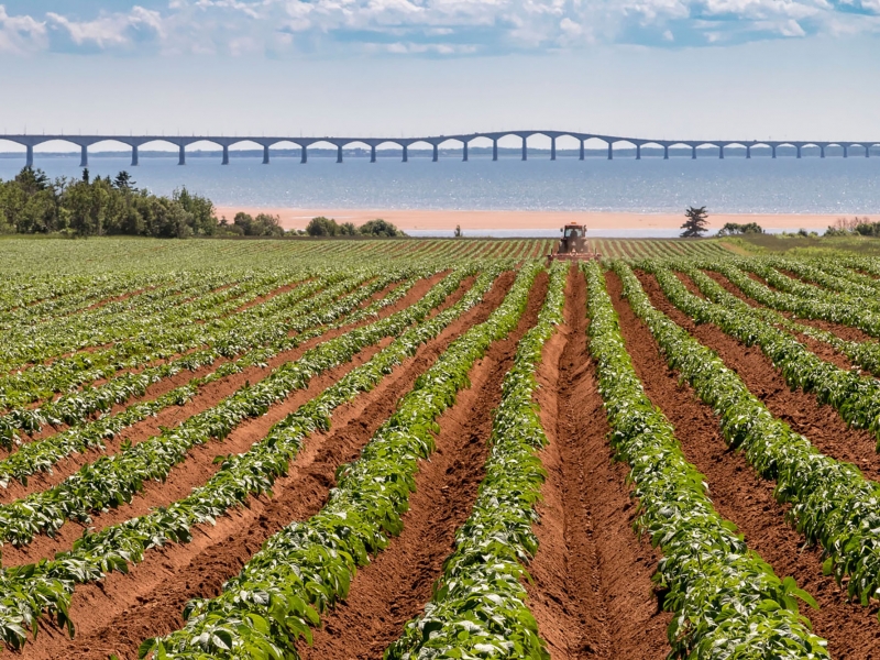 Potato , potato fields, sunset, North Carleton