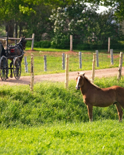 New-Perth, Amish, carriage, horse, dirt road 