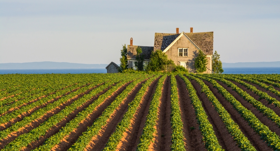 Guernsey Cove, house, fields, day