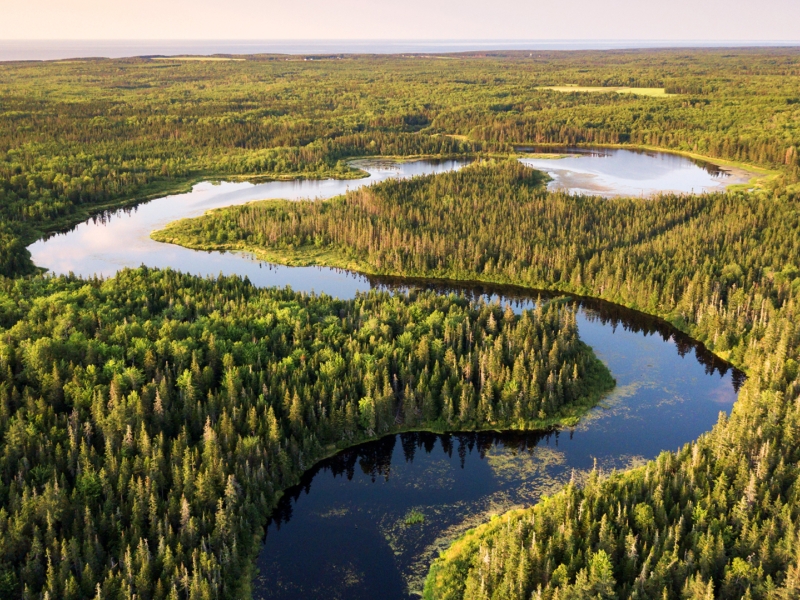 River, forest, trees 