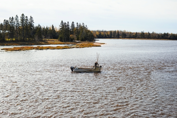 Oyster fisher in bay using tong and dory