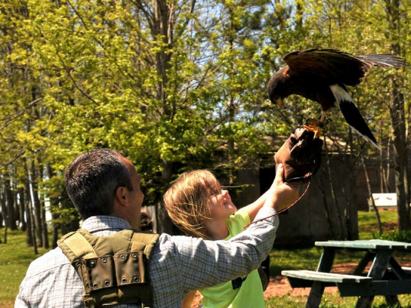 Fun with Falcons