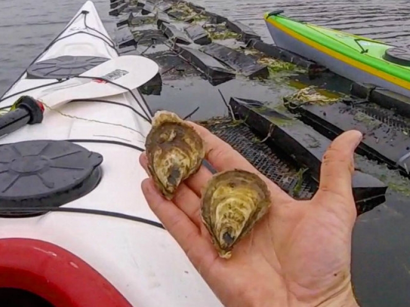 Oyster Lover's Kayak Experience