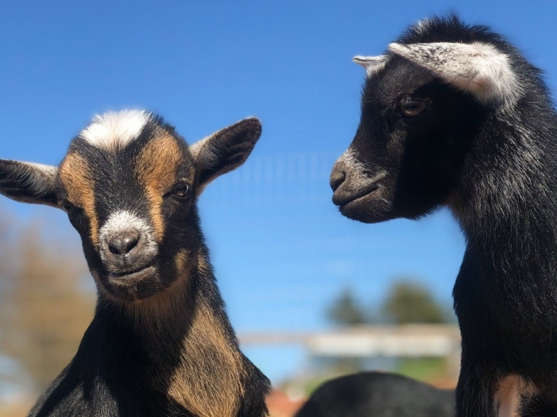 Alexander and Darlene's Farm Haven