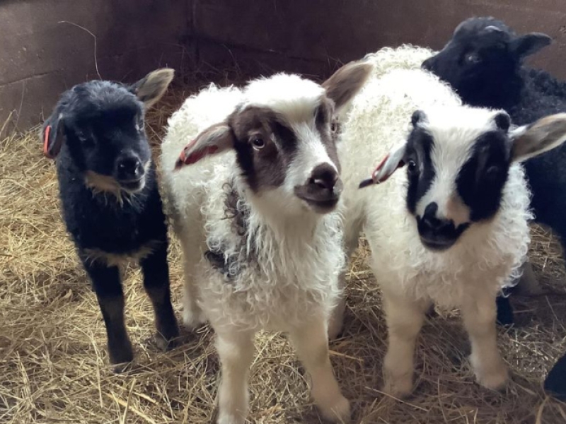 Looms and Lambs