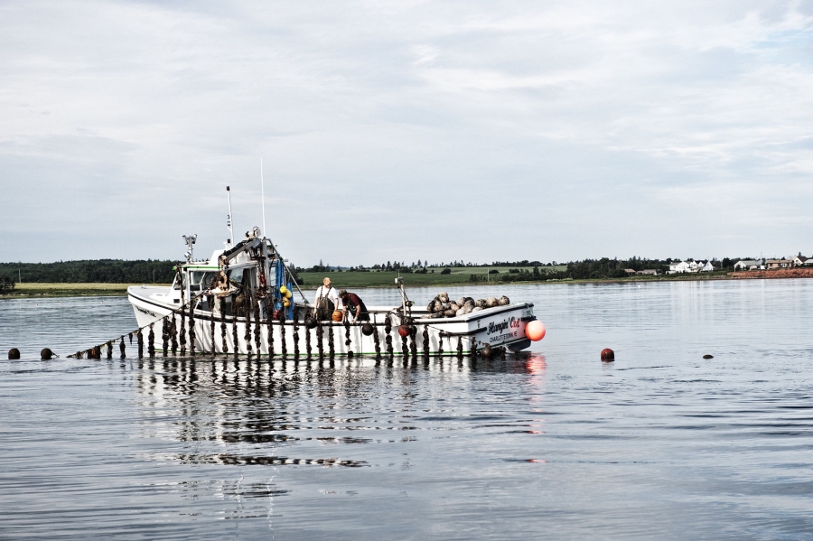 Mussel Harvesting Hero Image, fishing