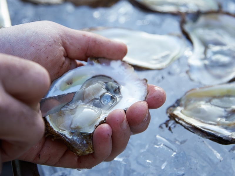 Hand shucking an oyster with oysters on half shell on ice in background