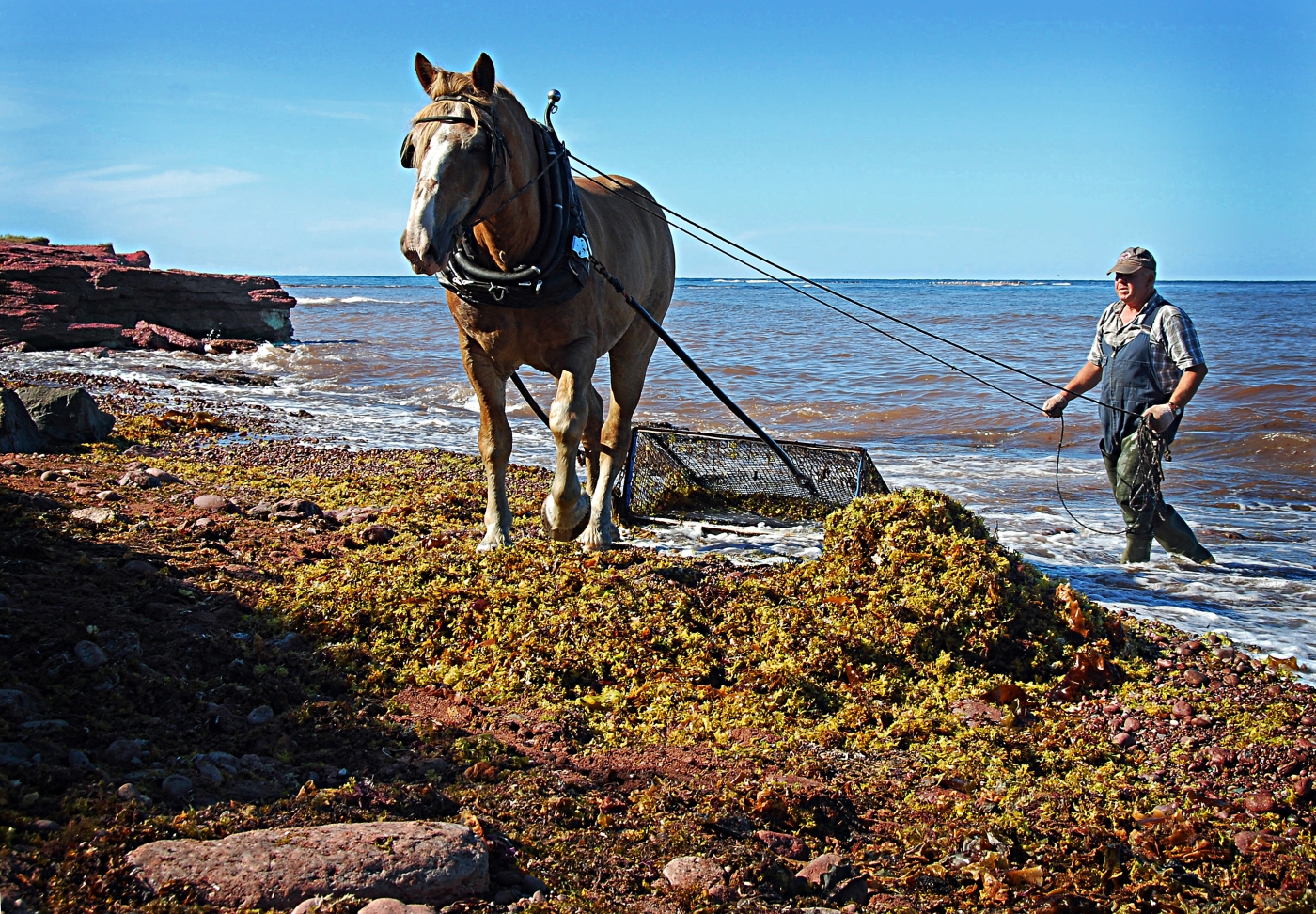 Image of person harvesting Irish Moss