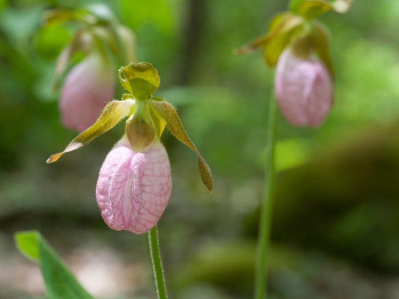 Lady Slipper Walk