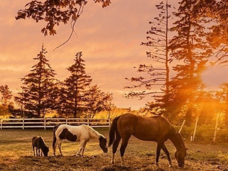 Venture Stables Trail Rides